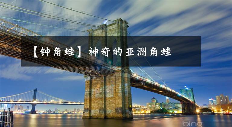 【钟角蛙】神奇的亚洲角蛙