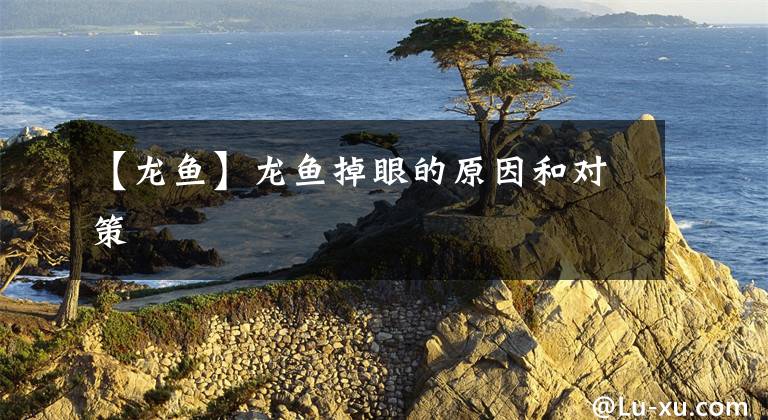 【龙鱼】龙鱼掉眼的原因和对策