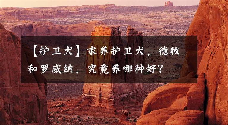 【护卫犬】家养护卫犬，德牧和罗威纳，究竟养哪种好？