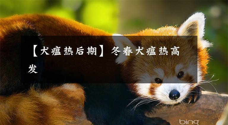 【犬瘟热后期】冬春犬瘟热高发