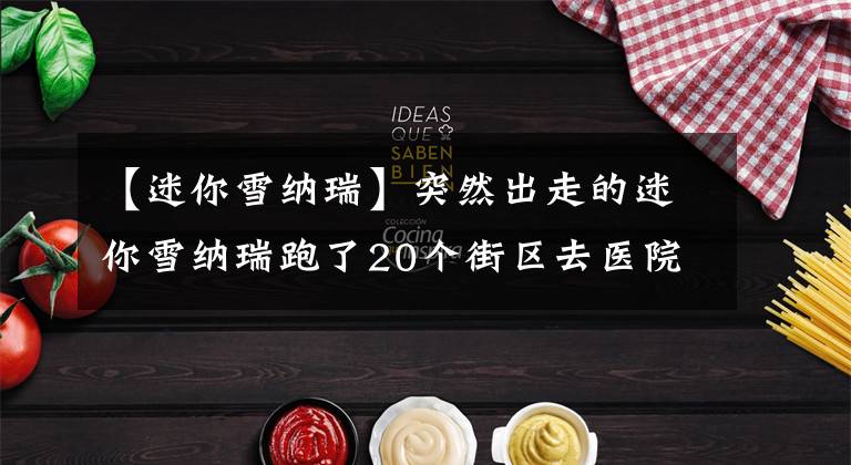 【迷你雪纳瑞】突然出走的迷你雪纳瑞跑了20个街区去医院探望正在做手术的主人