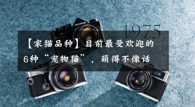 【家猫品种】目前最受欢迎的6种“宠物猫”,萌得不像话
