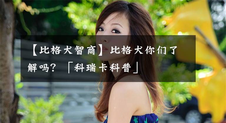 【比格犬智商】比格犬你们了解吗？「科瑞卡科普」