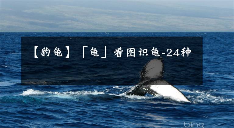 【豹龟】「龟」看图识龟-24种
