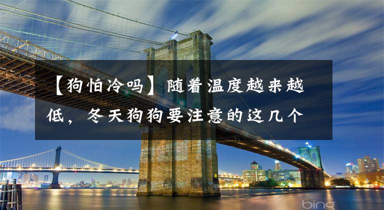 【狗怕冷吗】随着温度越来越低，冬天狗狗要注意的这几个防寒措施，你知道吗？