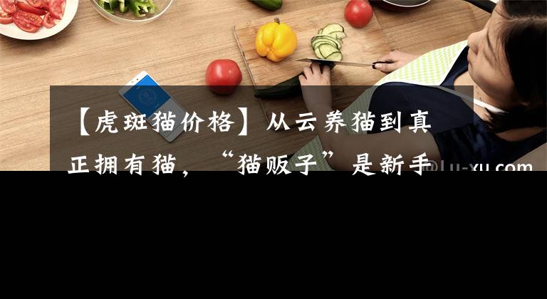 【虎斑猫价格】从云养猫到真正拥有猫，“猫贩子”是新手的第一场战争！（上）