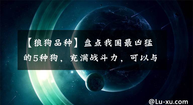 【狼狗品种】盘点我国最凶猛的5种狗，充满战斗力，可以与狼搏斗！