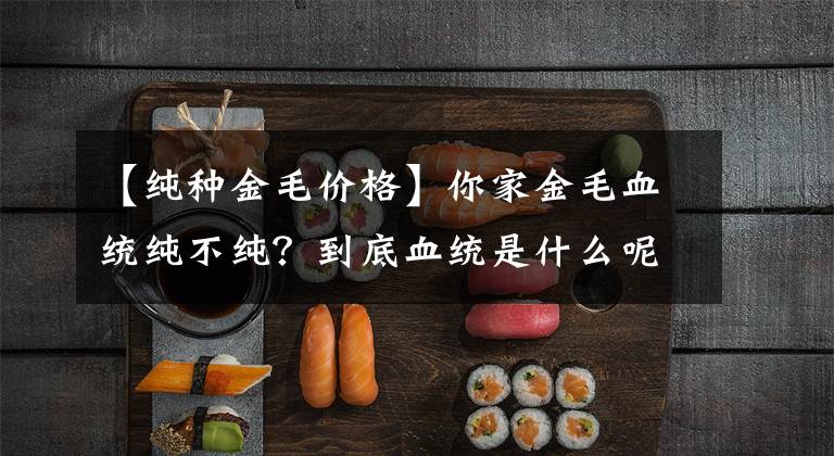 【纯种金毛价格】你家金毛血统纯不纯？到底血统是什么呢？