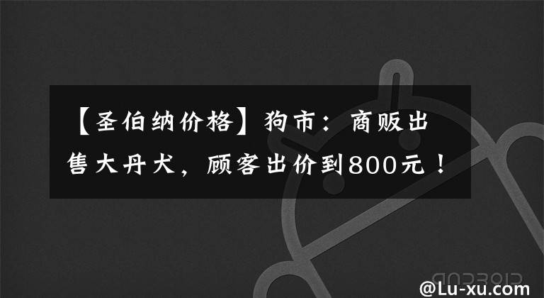 【圣伯纳价格】狗市:商贩出售大丹犬,顾客出价到800元!