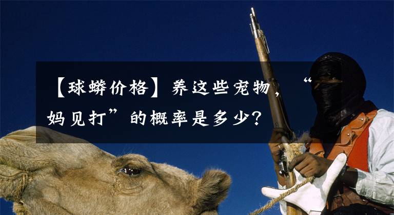 【球蟒价格】养这些宠物，“妈见打”的概率是多少？