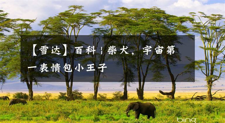 【雪达】百科 | 柴犬,宇宙第一表情包小王子