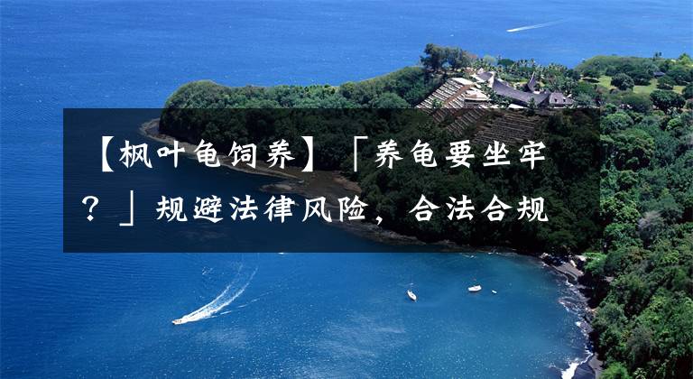 【枫叶龟饲养】「养龟要坐牢？」规避法律风险，合法合规养龟