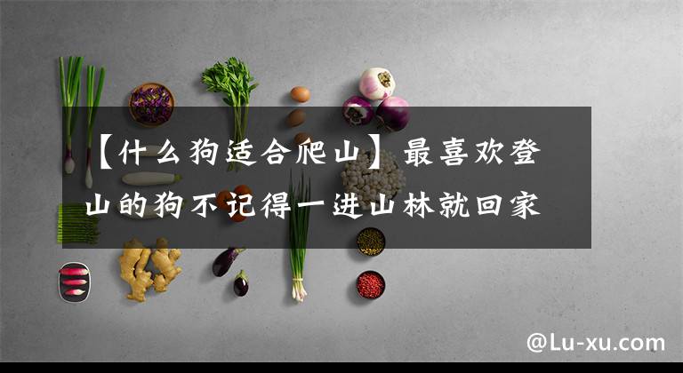 【什么狗适合爬山】最喜欢登山的狗不记得一进山林就回家的青天犬了。