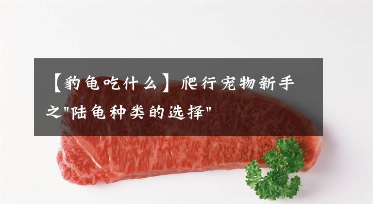 【豹龟吃什么】爬行宠物新手之"陆龟种类的选择"