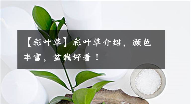 【彩叶草】彩叶草介绍，颜色丰富，盆栽好看！