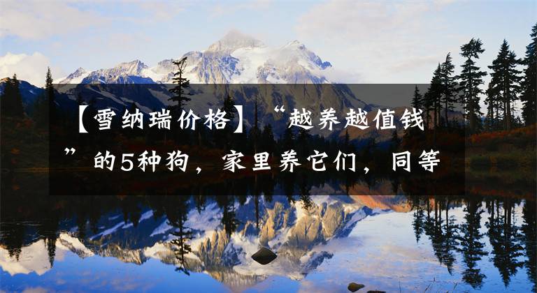 【雪纳瑞价格】“越养越值钱”的5种狗，家里养它们，同等于投资