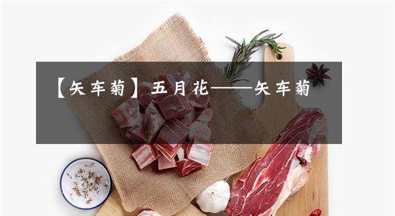 【矢车菊】五月花——矢车菊