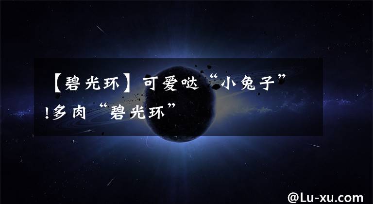 【碧光环】可爱哒“小兔子”!多肉“碧光环”