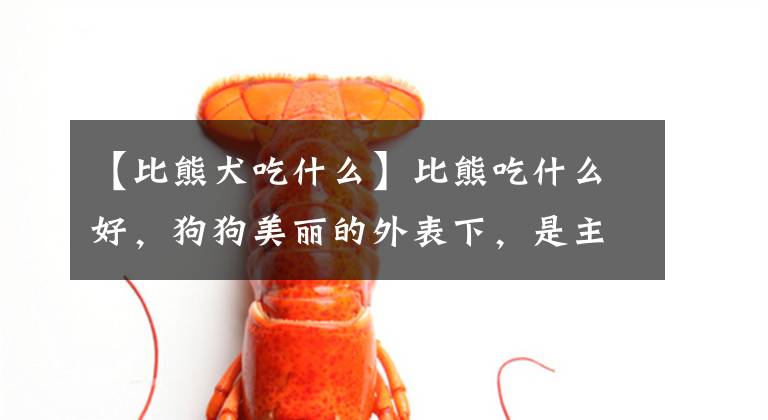 【比熊犬吃什么】比熊吃什么好，狗狗美丽的外表下，是主人精心呵护，养狗的请收藏