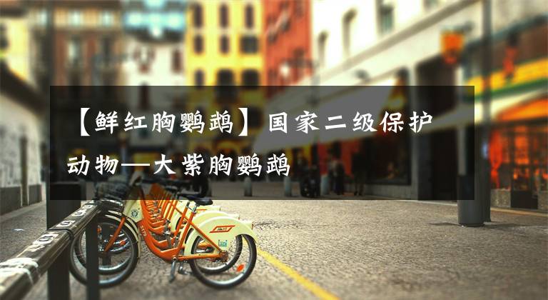 【鲜红胸鹦鹉】国家二级保护动物—大紫胸鹦鹉