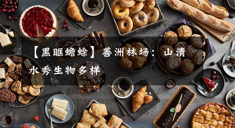 【黑眶蟾蜍】善洲林场：山清水秀生物多样