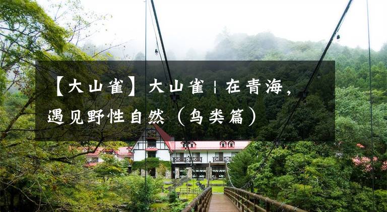 【大山雀】大山雀 | 在青海，遇见野性自然（鸟类篇）