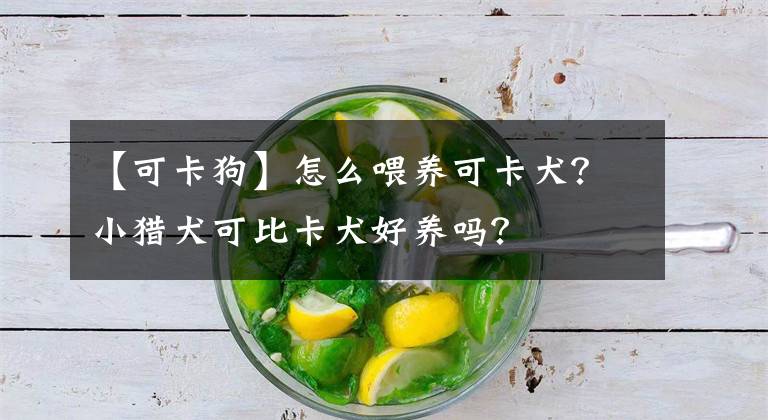 【可卡狗】怎么喂养可卡犬？小猎犬可比卡犬好养吗？