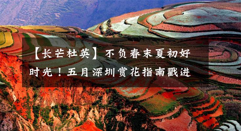 【长芒杜英】不负春末夏初好时光!五月深圳赏花指南戳进来~