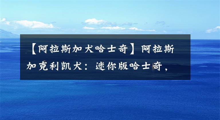 【阿拉斯加犬哈士奇】阿拉斯加克利凯犬:迷你版哈士奇,但论颜值这狗狗却能比得过二哈