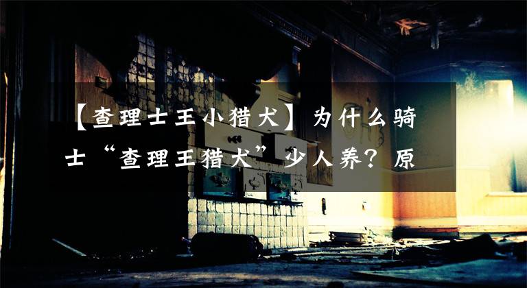 【查理士王小猎犬】为什么骑士“查理王猎犬”少人养？原因都在这