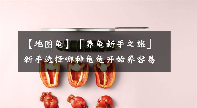 【地图龟】「养龟新手之旅」新手选择哪种龟龟开始养容易找到自信呢?