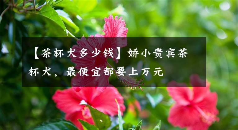 【茶杯犬多少钱】娇小贵宾茶杯犬，最便宜都要上万元