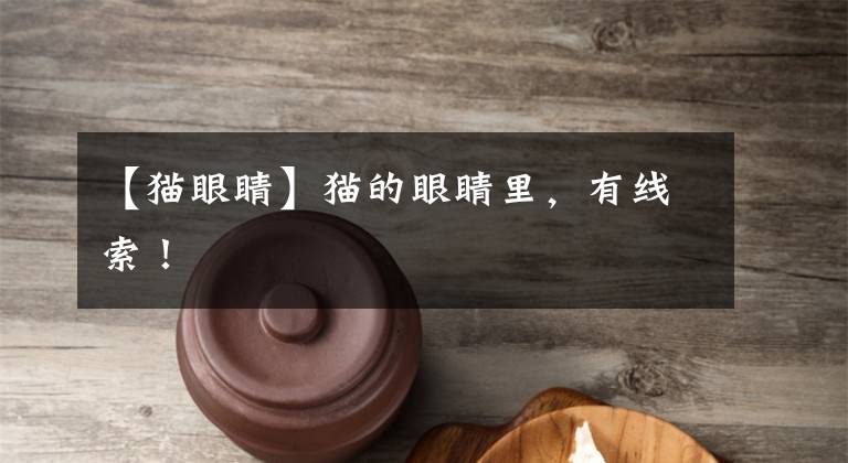 【猫眼睛】猫的眼睛里,有线索!