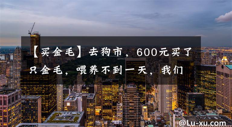 【买金毛】去狗市，600元买了只金毛，喂养不到一天，我们的噩梦就开始了！
