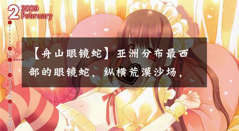 【舟山眼镜蛇】亚洲分布最西部的眼镜蛇,纵横荒漠沙场,生存困境依旧扑朔迷离