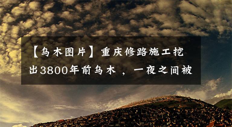 【乌木图片】重庆修路施工挖出3800年前乌木 ,一夜之间被盗,损失好几十万