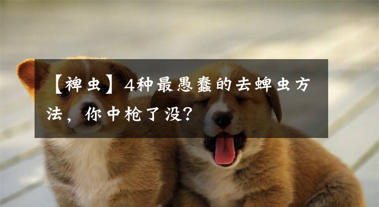 【裨虫】4种最愚蠢的去蜱虫方法,你中枪了没?