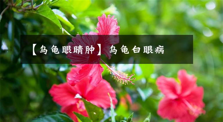 【乌龟眼睛肿】乌龟白眼病