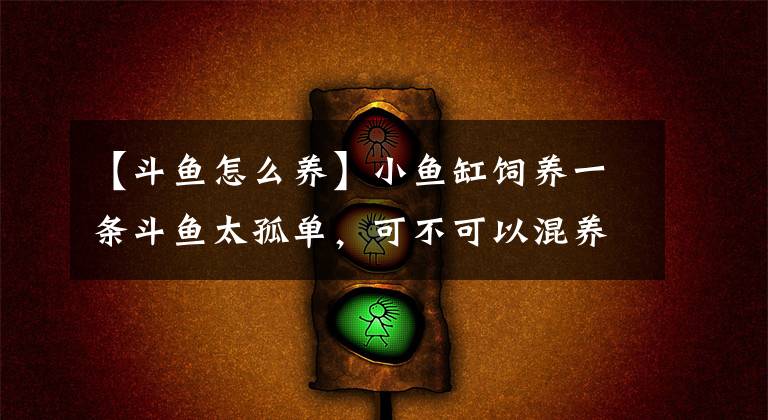【斗鱼怎么养】小鱼缸饲养一条斗鱼太孤单，可不可以混养别的鱼，有什么要注意？