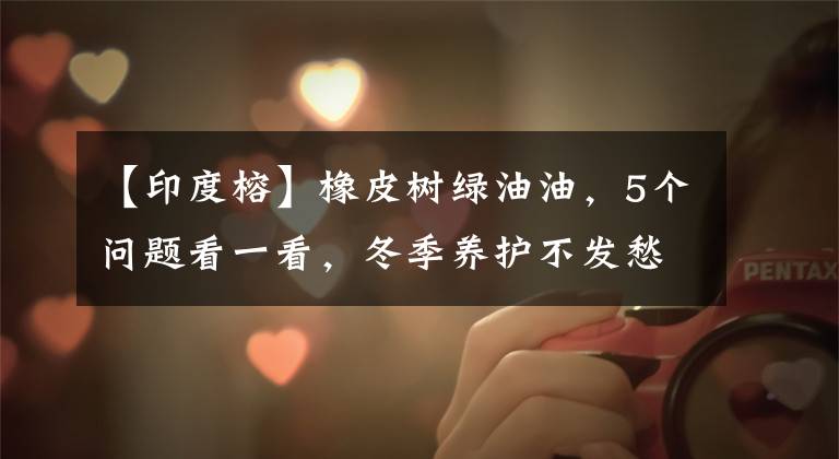 【印度榕】橡皮树绿油油，5个问题看一看，冬季养护不发愁