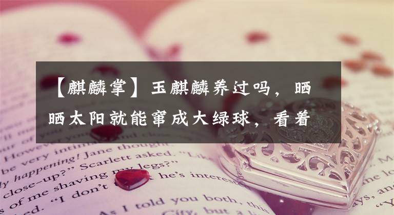 【麒麟掌】玉麒麟养过吗，晒晒太阳就能窜成大绿球，看着就过瘾