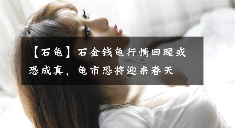 【石龟】石金钱龟行情回暖或恐成真，龟市恐将迎来春天