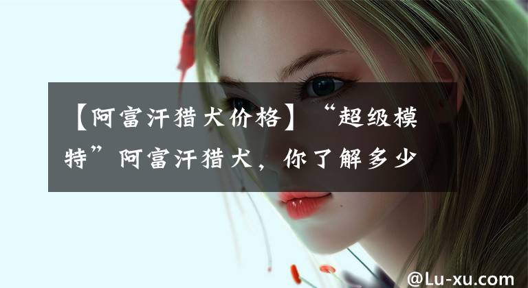 【阿富汗猎犬价格】“超级模特”阿富汗猎犬,你了解多少?