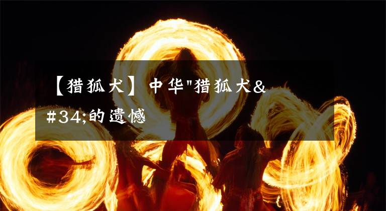 【猎狐犬】中华"猎狐犬"的遗憾