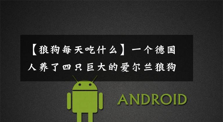 【狼狗每天吃什么】一个德国人养了四只巨大的爱尔兰狼狗,每个月吃300欧元的食物。
