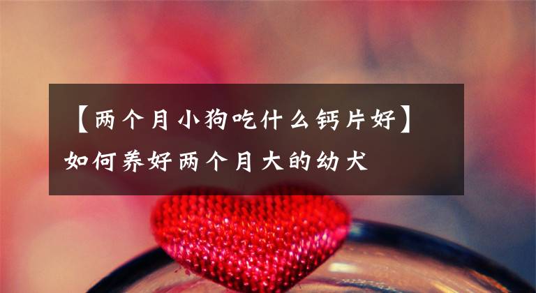 【两个月小狗吃什么钙片好】如何养好两个月大的幼犬
