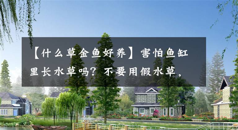 【什么草金鱼好养】害怕鱼缸里长水草吗?不要用假水草,养这几种容易简单地养