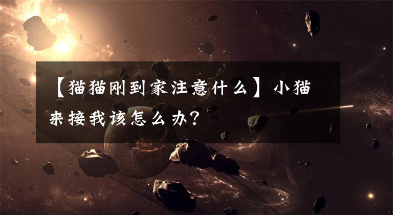【猫猫刚到家注意什么】小猫来接我该怎么办？