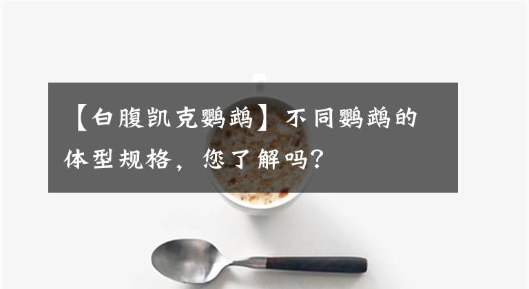 【白腹凯克鹦鹉】不同鹦鹉的体型规格，您了解吗？