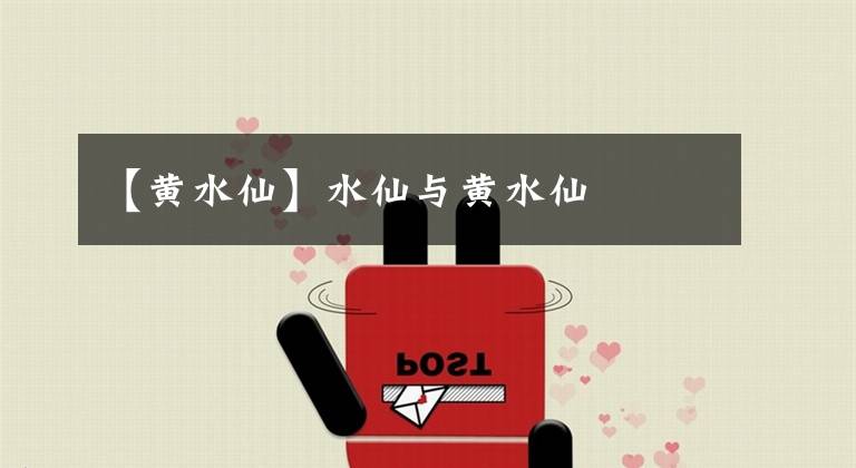 【黄水仙】水仙与黄水仙